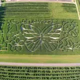 Fifer Orchards Fall Fest & U-Pick Pumpkin Patch photo