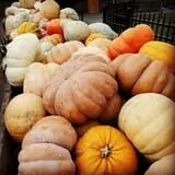 Fifer Orchards Fall Fest & U-Pick Pumpkin Patch photo