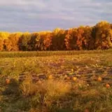 Fifer Orchards Fall Fest & U-Pick Pumpkin Patch photo