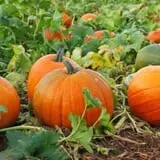 Fifer Orchards Fall Fest & U-Pick Pumpkin Patch photo