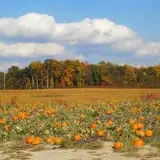 Fifer Orchards Fall Fest & U-Pick Pumpkin Patch photo