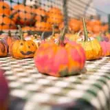 Fifer Orchards Fall Fest & U-Pick Pumpkin Patch photo