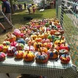 Fifer Orchards Fall Fest & U-Pick Pumpkin Patch photo