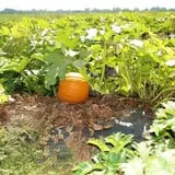 Fifer Orchards Fall Fest & U-Pick Pumpkin Patch photo