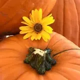 New Song On Old Perkins Road Pumpkin Patch photo