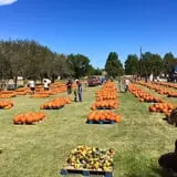 New Song On Old Perkins Road Pumpkin Patch photo