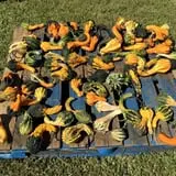 New Song On Old Perkins Road Pumpkin Patch photo