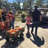 New Song On Old Perkins Road Pumpkin Patch photo