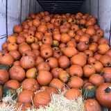 New Song On Old Perkins Road Pumpkin Patch photo