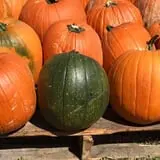 New Song On Old Perkins Road Pumpkin Patch photo