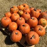 New Song On Old Perkins Road Pumpkin Patch photo