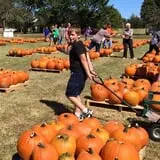 New Song On Old Perkins Road Pumpkin Patch photo