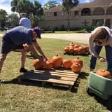 New Song On Old Perkins Road Pumpkin Patch photo