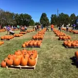 New Song On Old Perkins Road Pumpkin Patch photo