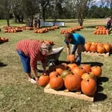 New Song On Old Perkins Road Pumpkin Patch photo