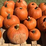 New Song On Old Perkins Road Pumpkin Patch photo