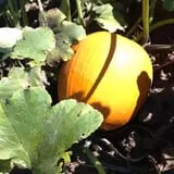 Broom Orchard Pumpkin Festival photo