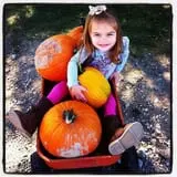Broom Orchard Pumpkin Festival photo