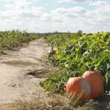 Broom Orchard Pumpkin Festival photo