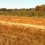 Broom Orchard Pumpkin Festival photo