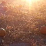 Broom Orchard Pumpkin Festival photo