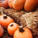 Broom Orchard Pumpkin Festival photo