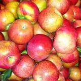 Broom Orchard Pumpkin Festival photo