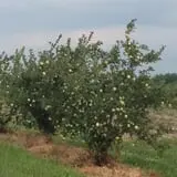 Broom Orchard Pumpkin Festival photo