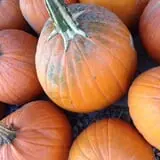 Broom Orchard Pumpkin Festival photo