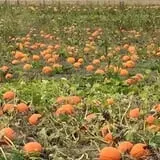 Lohstroh Family Farms photo