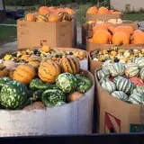 Lohstroh Family Farms photo