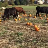 Lohstroh Family Farms photo