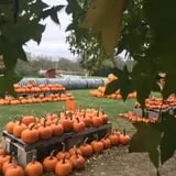 Lohstroh Family Farms photo