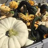 Lohstroh Family Farms photo