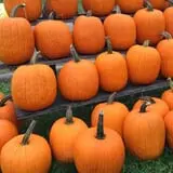 Lohstroh Family Farms photo