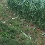 Lohstroh Family Farms photo