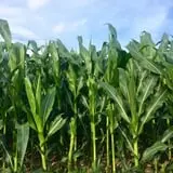 Lohstroh Family Farms photo