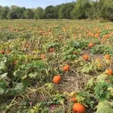 Lohstroh Family Farms photo