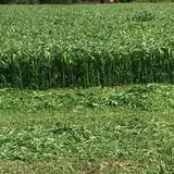 Lohstroh Family Farms photo