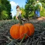 Evergreen Farms Pumpkin Hunt photo