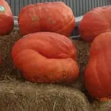 Eckert's Grafton Farm photo