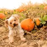 Eckert's Grafton Farm photo