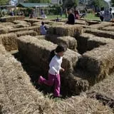 Annual Pumpkinfest at MSU Tollgate Farm photo