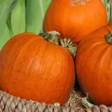 Annual Pumpkinfest at MSU Tollgate Farm photo