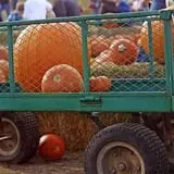 Annual Pumpkinfest at MSU Tollgate Farm photo