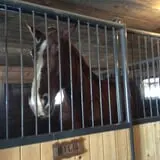 Chase Farms photo