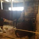 Chase Farms photo