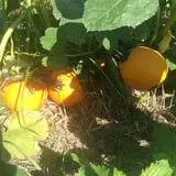 Gieringers Family Orchard & Berry Farm photo