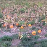 Gieringers Family Orchard & Berry Farm photo