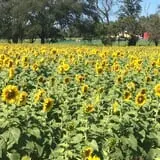Gieringers Family Orchard & Berry Farm photo